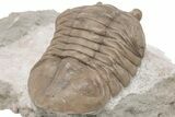 Rare, Asaphus Sulevi Trilobite - Russia #200415-4